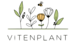 Vitenplant